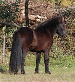 Gymir111